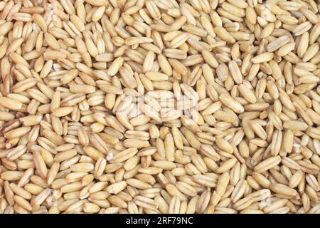 SAAT-Hafer, Hafer (Avena sativa), entspelzte Koerner | Kulturhafer, gemeiner Hafer (Avena sativa), geschälte Körner Stockfoto