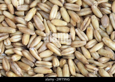 SAAT-Hafer, Hafer (Avena sativa), entspelzte Koerner | Kulturhafer, gemeiner Hafer (Avena sativa), geschälte Körner Stockfoto