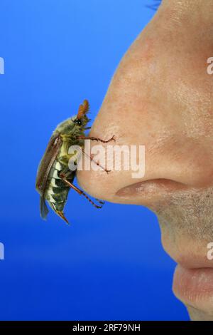 Maikaefer, Feldmaikaefer (Melolontha melolontha), Nasenspitze, Deutschland | gemeinsame Maikäfer, maybug (Melolontha melolontha), auf die menschliche Nase, Ger Stockfoto