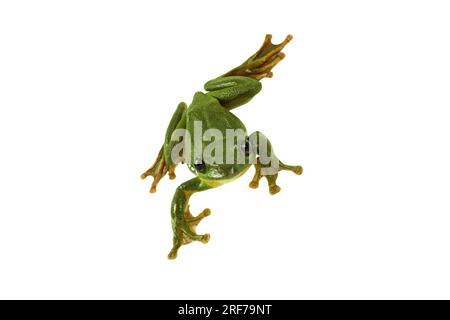 Gruener Riesenflugfrosch (Rhacophorus dennysi) | Blanfordscher Schleuderfrosch, asiatischer gleitender Baumfrosch, asiatischer gleitender Baumfrosch (Rhacophorus dennysi) Stockfoto