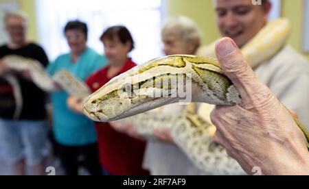 01. August 2023, Sachsen-Anhalt, Halle (Saale): Bewohner des DRK Käthe Kollwitz Pflegeheims in Halle/Saale halten eine Albino-Python aus "Tränkler's Rolling Zoo" in ihren Händen. Die Gäste kommen aus nächster Nähe mit einem spektakulären Kaiman sowie einer Riesenschildkröte oder einer Python. Im vergangenen Jahr war der 'Tränklers Rollender Zoo' bereits Gast im Pflegeheim und stellte seine Tiere in einem unterhaltsamen Programm vor. Für ältere Menschen, insbesondere für Bewohner, die nicht mehr mobil sind oder an Demenz leiden, ermöglicht das Programm ein Zooerlebnis vor Ort, mit interessanten Fakten über die Herkunft, Jagd Stockfoto