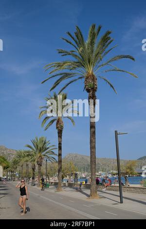 Palmen, Strandpromenade, Port de Pollenca, Mallorca, Spanien Stockfoto
