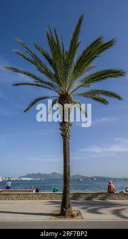 Palme, Strandpromenade, Port de Pollenca, Mallorca, Spanien Stockfoto