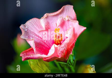 Nahaufnahme einer violetten Hibiskusblume. Ein rosa Hibiskus in einem malaysischen Hinterhof. Der Blütenstaub der Blüten in der Mitte. Die Nationalblume der Malaien Stockfoto