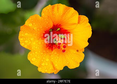 Nahaufnahme einer Hibiskusblume. Eine gelbe orangefarbene Hibiskusblume, kurz nach dem Öffnen. Detaillierte Makrofotografie nach der Hibiskusblüte, mit Stockfoto