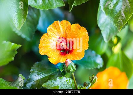 Nahaufnahme einer Hibiskusblume. Eine gelbe orangefarbene Hibiskusblume, kurz nach dem Öffnen. Detaillierte Makrofotografie nach der Hibiskusblüte, mit Stockfoto