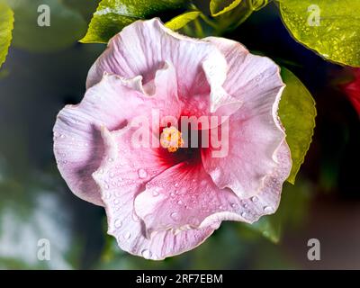 Eine Nahaufnahme enthüllt den strahlenden Glanz eines weißen rosa Hibiskus. Seine kühnen Blütenblätter erstrahlen, sonnenbeleuchtete Symphonie. Im Herzen rührt der purpurne Kern die Seele Stockfoto