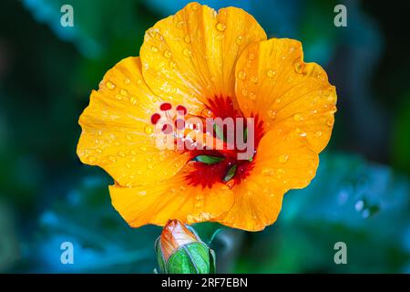 Nahaufnahme einer Hibiskusblume. Eine gelbe orangefarbene Hibiskusblume, kurz nach dem Öffnen. Detaillierte Makrofotografie nach der Hibiskusblüte, mit Stockfoto