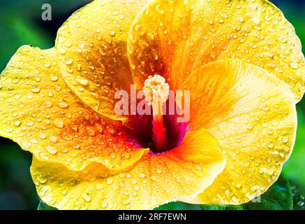 Eine Nahaufnahme zeigt die strahlende Pracht eines gelben Hibiskus. Seine kühnen Blütenblätter platzen hervor, eine sonnenbeleuchtete Symphonie. In seinem Herzen rührt ein purpurner Kern die Seele Stockfoto