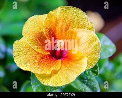 Eine Nahaufnahme zeigt die strahlende Pracht eines gelben Hibiskus. Seine kühnen Blütenblätter platzen hervor, eine sonnenbeleuchtete Symphonie. In seinem Herzen rührt ein purpurner Kern die Seele Stockfoto