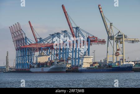 Containerterminal Tollerort, Kräne, Elbe, Hamburg Stockfoto