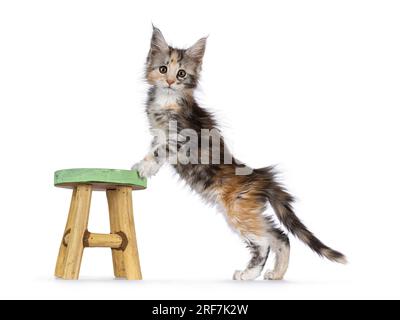 Niedliche Kätzchen mit Kätzchen, steht seitlich, mit Pfoten vorne auf einem kleinen Holzhocker. Ich schaue in die Kamera. Isoliert auf weißem Hintergrund. Stockfoto