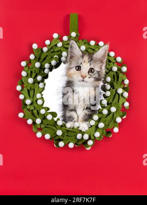 Grußkarte mit niedlichem Katzenkätzchen, das sich durch einen Fehltetoe-Kratzer stellt. Ich schaue in die Kamera. Isoliert auf rotem Hintergrund. Stockfoto