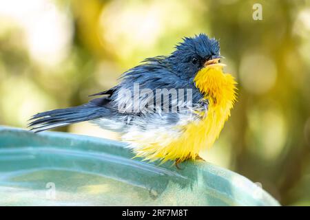 Tropical Parula (Setophaga pitiayumi) ist ein kleiner New World-Waldsänger. Es ist ein kleiner Singvögel. Stockfoto