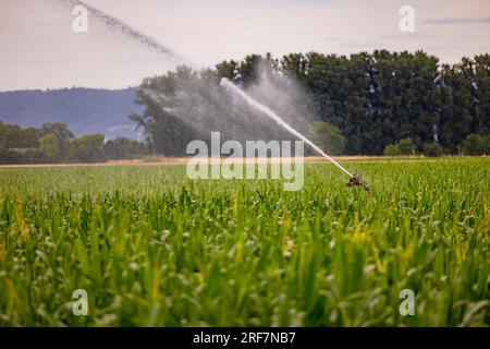 Wasserstrahl einer Bewässerung in einem Maisfeld im heißen Sommer, Deutschland im Klimawandel Stockfoto