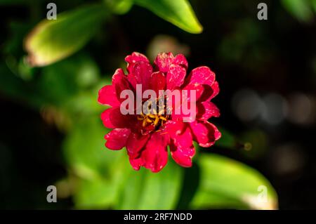 Nahaufnahme eines roten gewöhnlichen Zinnia Stockfoto