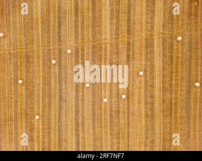 Einzeln gepresste Strohballen auf einem gemähten Stoppelfeld, direkt von oben mit der Drohne aus der Vogelperspektive gesehen Stockfoto