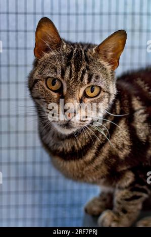 Eine Nahaufnahme einer gemischten weiblichen Bengalkatze und einer Tabby-Katze Stockfoto