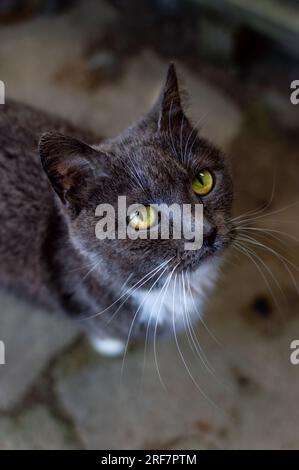 Eine Nahaufnahme einer reinrassigen Chartreux-Katze Stockfoto