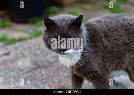 Nahaufnahme des Gesichts einer männlichen reinrassigen Chartreux-Katze mit weißer Brust Stockfoto