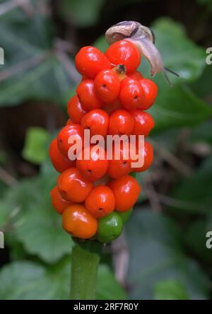 Rote Beeren der Kuckuckuck-Pint-Pflanze mit einer Schnecke Stockfoto