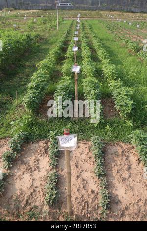 Sesambaumpflanze auf dem Hof für die Ernte ist Barernte Stockfoto