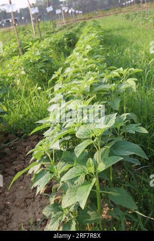 Sesambaumpflanze auf dem Hof für die Ernte ist Barernte Stockfoto