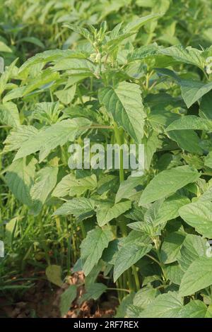 Sesambaumpflanze auf dem Hof für die Ernte ist Barernte Stockfoto