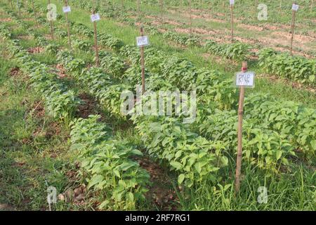 Sesambaumpflanze auf dem Hof für die Ernte ist Barernte Stockfoto