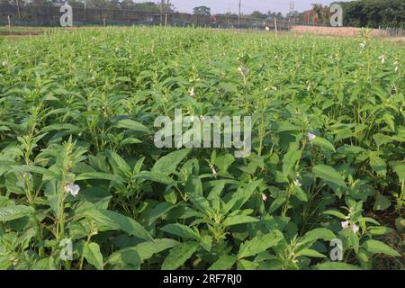 Sesambaumpflanze auf dem Hof für die Ernte ist Barernte Stockfoto