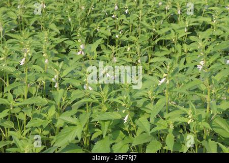 Sesambaumpflanze auf dem Hof für die Ernte ist Barernte Stockfoto