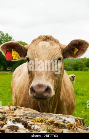 Britische Friesische Milchkuh, die über eine Wand in die Kamera schaut. Stockfoto