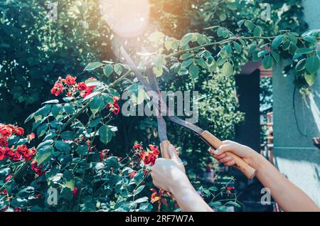 Gartenhandschere pflückt Rosenbüsche. Gärtner, der im Garten Rosenbüsche schneidet Stockfoto