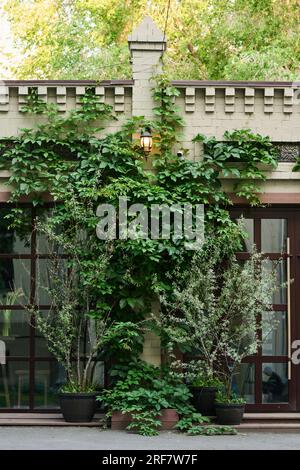 Grüne Pflanzen und Efeu-Laub, die einen Teil des flachen modernen Cafés oder kleinen Ladens mit großen Fenstern und Glastür umgeben Stockfoto