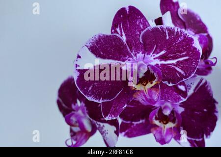 Orchidee Stockfoto