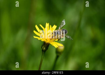 Biene auf einer Blüte Stockfoto