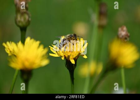 Biene auf einer Blüte Stockfoto