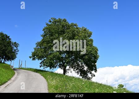 Gigantische Walnuss Stockfoto