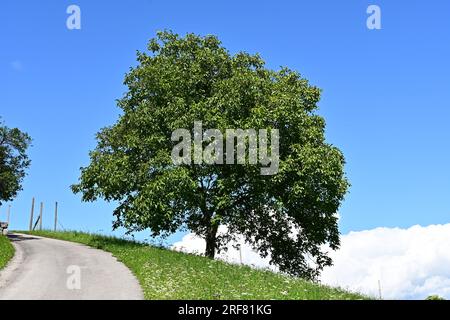 Gigantische Walnuss Stockfoto