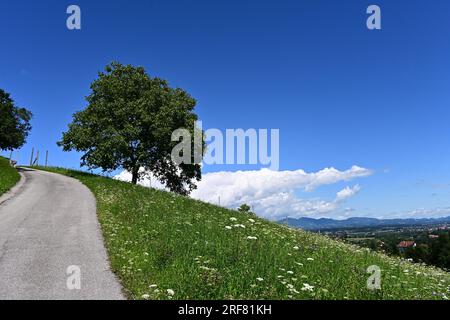 Gigantische Walnuss Stockfoto