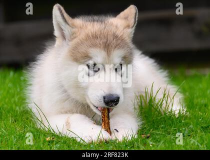 Alaskan Malamute Welpen Stockfoto
