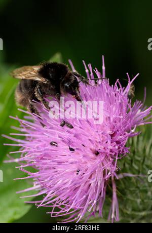 Ruderale Hummel Bombus ruderatus, melanische Sorte schwarze Hummel auf violettem Blumenmuster, Ingwerhaare von Unterkiefer graue Bänder am Bauch Sommer Sonnenlicht Stockfoto