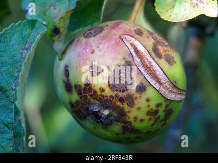 Krankheit an den Äpfeln in einem Obstgarten Stockfoto