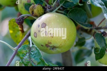 Krankheit an den Äpfeln in einem Obstgarten Stockfoto