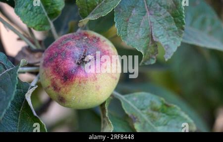 Krankheit an den Äpfeln in einem Obstgarten Stockfoto