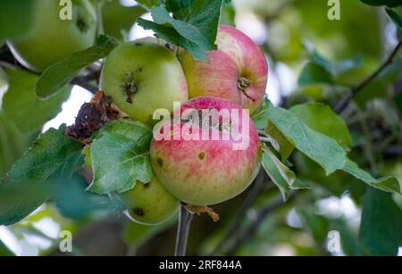 Krankheit an den Äpfeln in einem Obstgarten Stockfoto