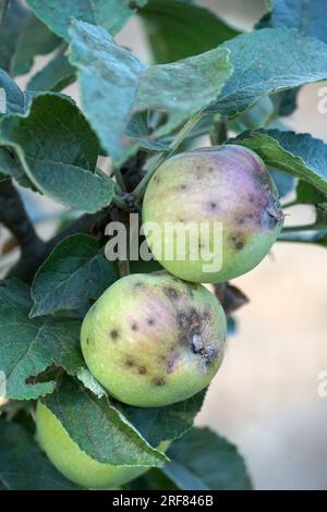 Krankheit an den Äpfeln in einem Obstgarten Stockfoto