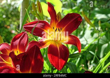 Hemerocallis Daylily „Ruby Spider“ n Flower. Stockfoto