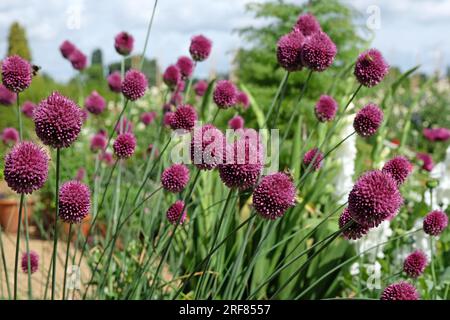 Purple Allium sphaerocephalon in Blume Stockfoto