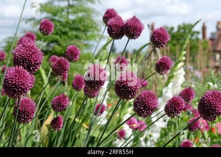 Purple Allium sphaerocephalon in Blume Stockfoto